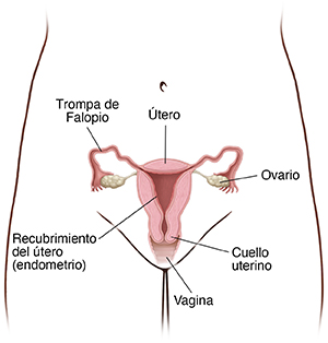 Vista frontal de la pelvis femenina donde se ve un corte transversal del útero, los ovarios y las trompas de Falopio.