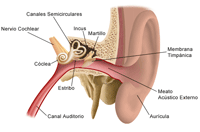 La anatomía del oído